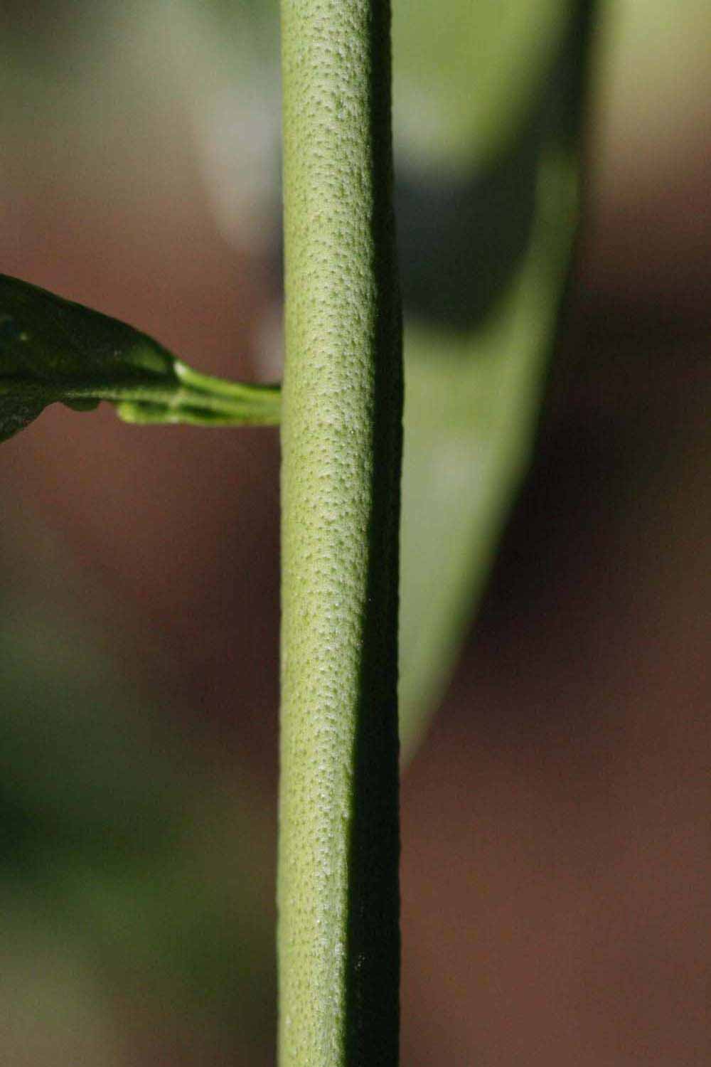            First year twig (Riverside, CA)   